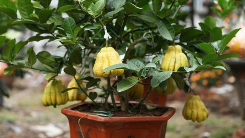 Limón mano de buda en maceta