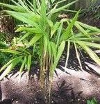 Linospadix minor Tipos de palmeras
