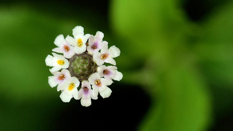 Detalle de la flor de Lippia nodiflora