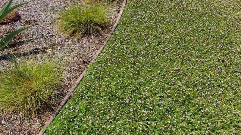 Lippia nodiflora tapizante en jardín