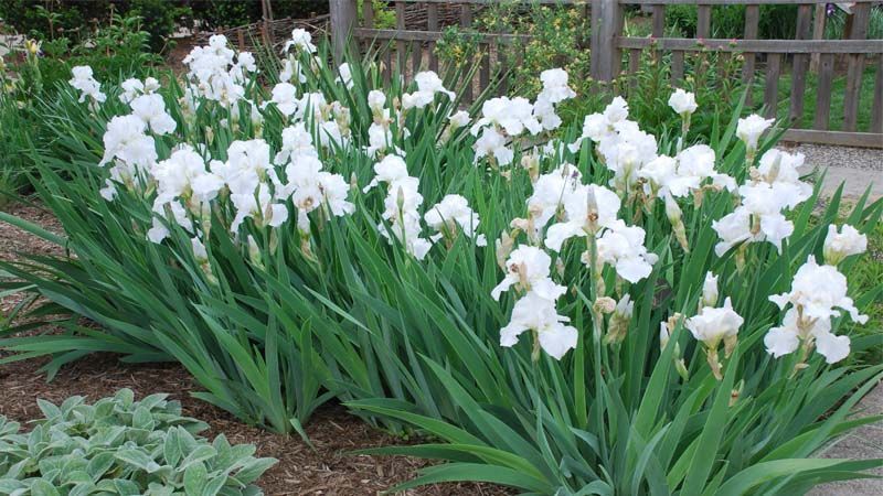 Lirios en jardín