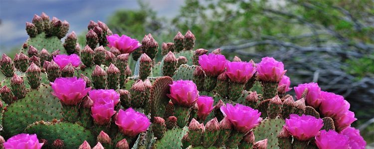 Listado de cactus con flores