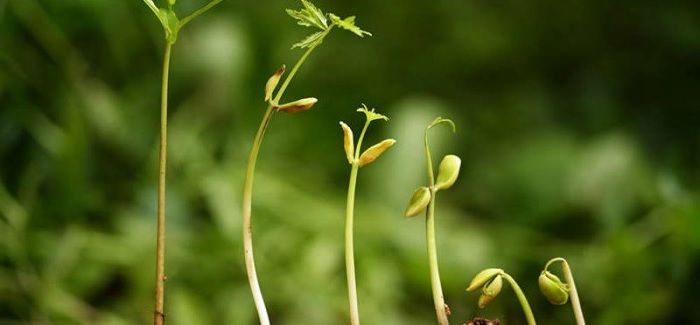Los brasinoesteroides en la agricultura