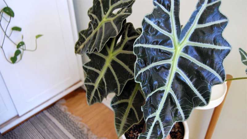 Maceta Alocasia sanderiana