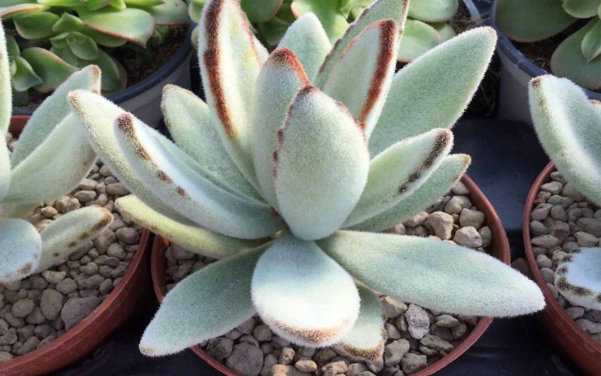 Maceta Kalanchoe tomentosa