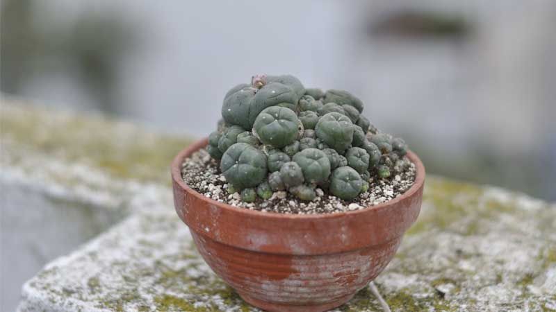 Maceta con peyote