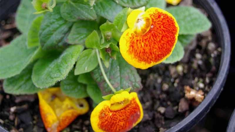 Maceta de Calceolaria crenatiflora