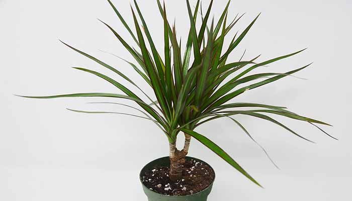 Maceta de Dracaena marginata
