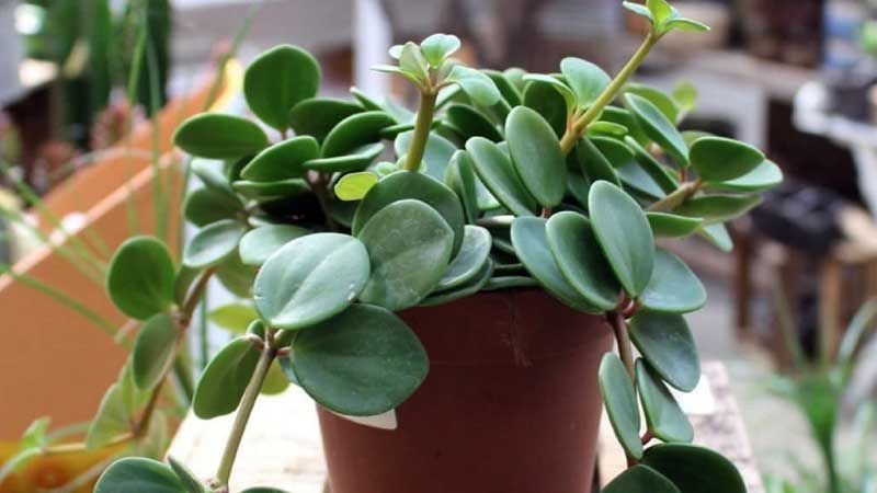Maceta de peperomia