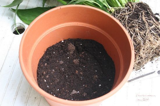 Maceta para trasplante de Spathiphyllum Maceta para trasplante de Spathiphyllum