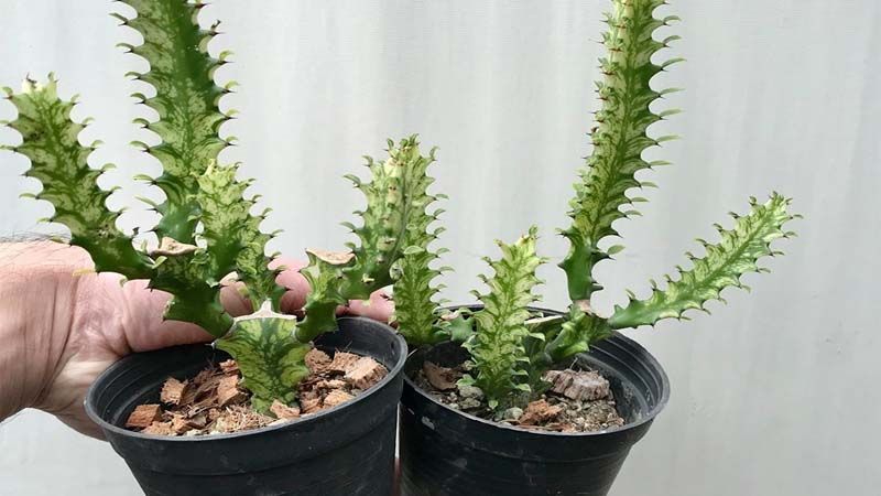 Macetas Euphorbia trigona
