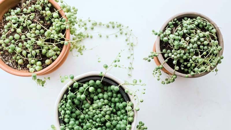 Macetas Senecio rowleyanus