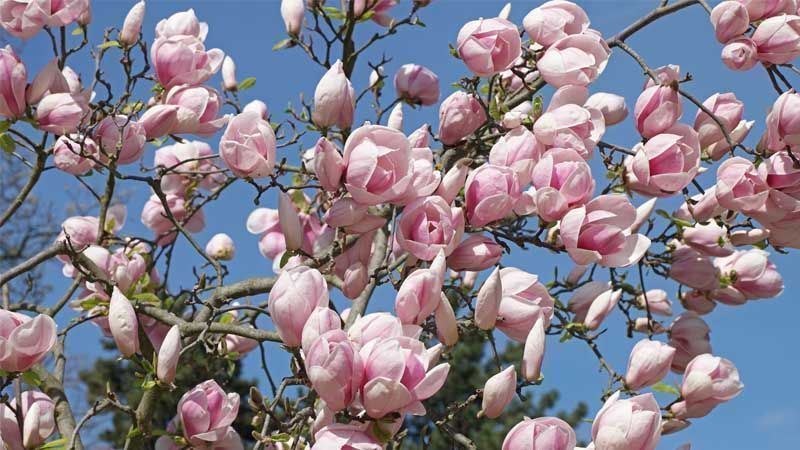 Magnolio magnolia soulangeana