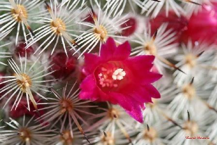 Mammilaria Mammilaria