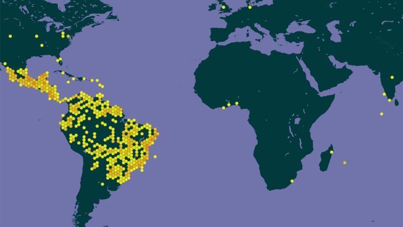 Distribución de Maranta leuconeura