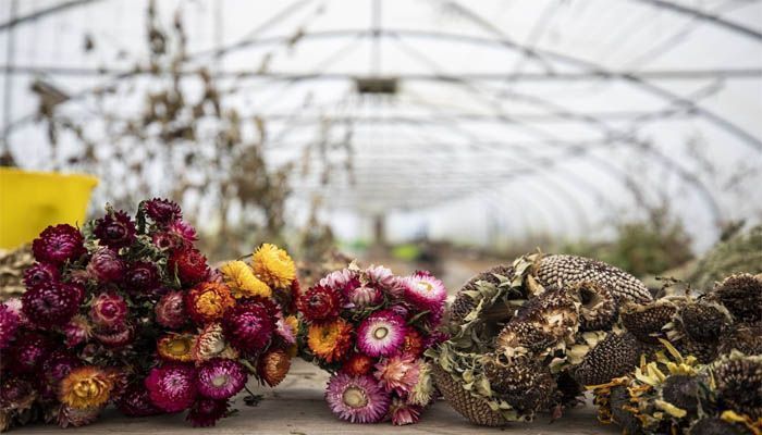 Mejores flores secas para conservar