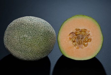 Cultivo de melones, cantalupo