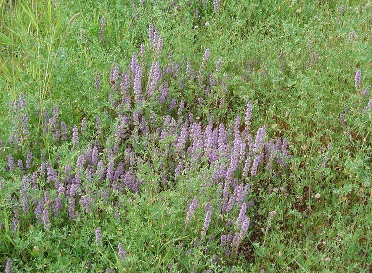 menta poleo silvestre