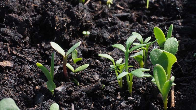Microbiología suelo