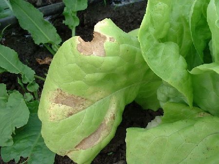 Mildiu de la lechuga