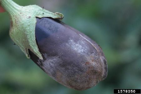 Mildiu en cultivo de berenjena