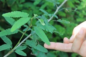 Mimosa pudica 1
