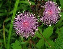 Floración de Mimosa pudica