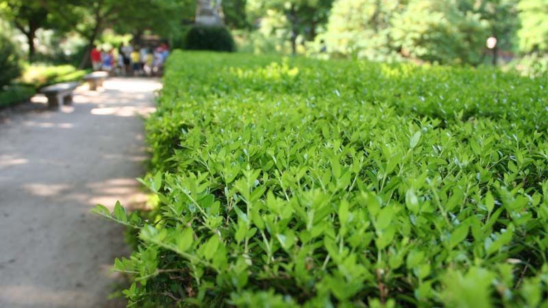 Mirto en jardín