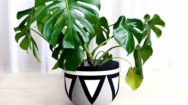 Monstera deliciosa en macetas