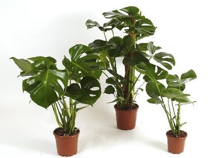 Plantas de Monstera deliciosa
