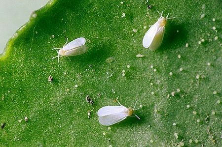 Mosca blanca berenjena