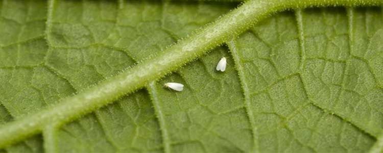 Mosca blanca de los cultivos