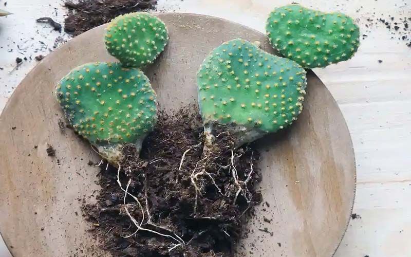Multplicación de Opuntia