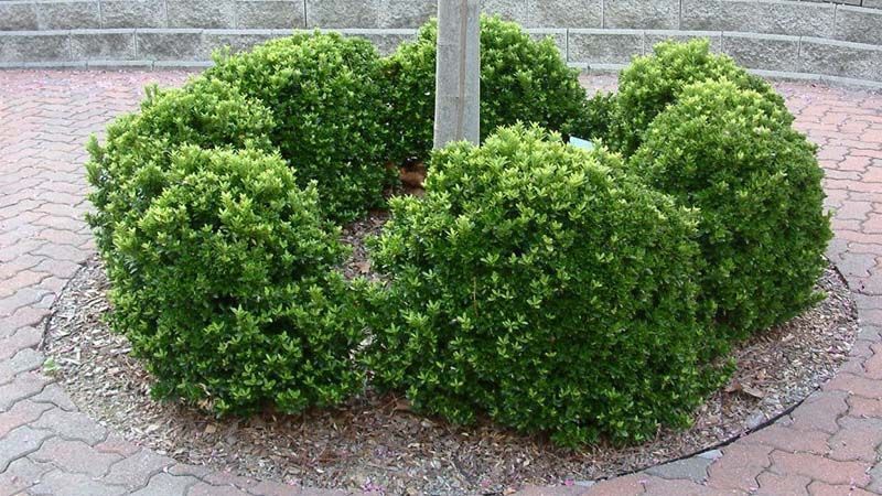 Myrtus communis planta