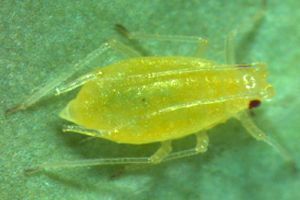 Myzus persicae Myzus persicae