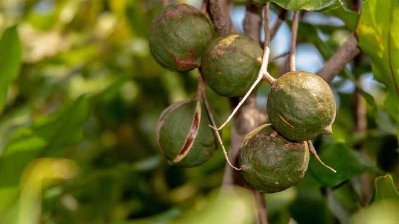 Nueces de macadamia