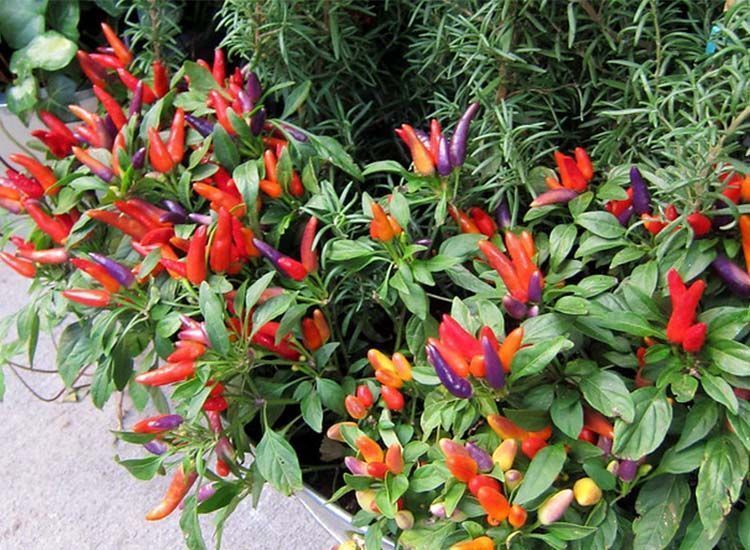chiles decorativos