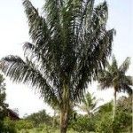 Oenocarpus bacaba Tipos de palmeras