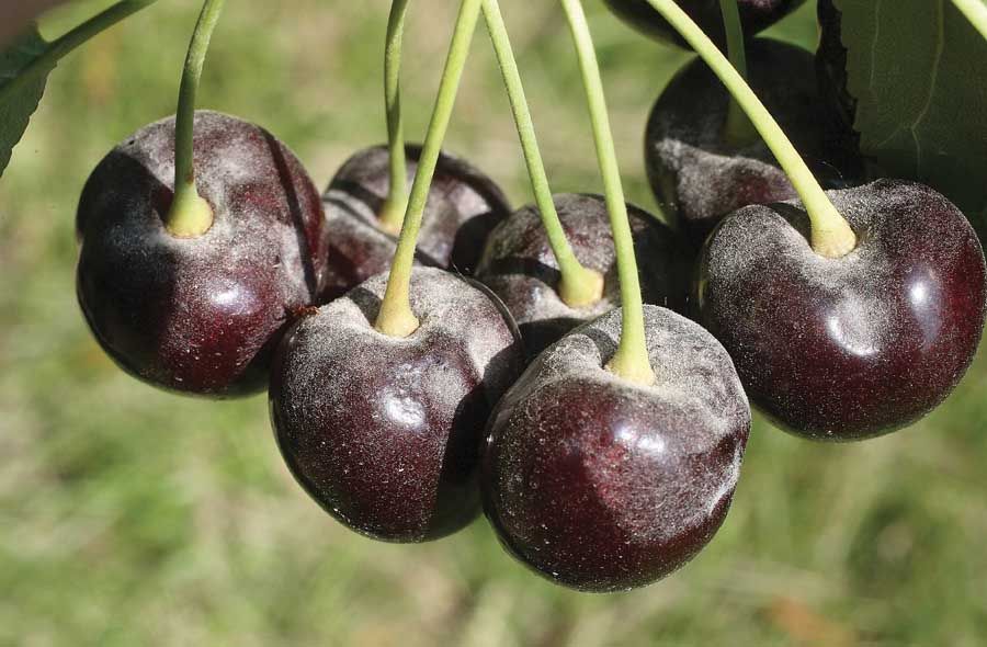 Oidio del cerezo