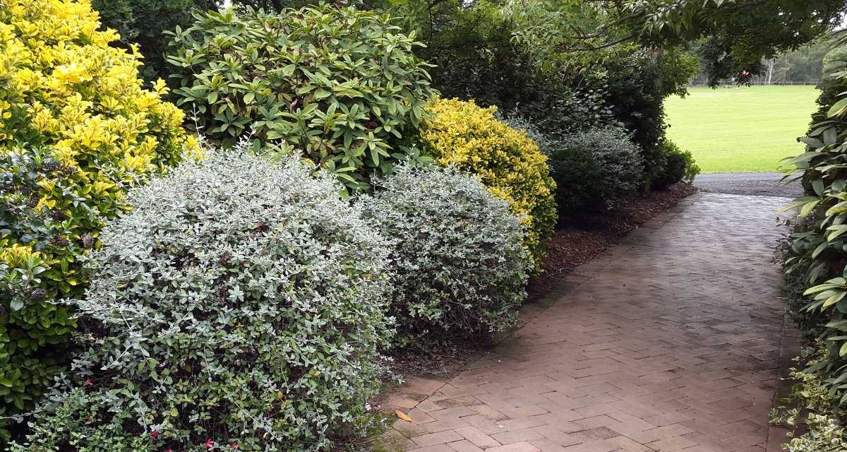 Olivilla Teucrium fruticans
