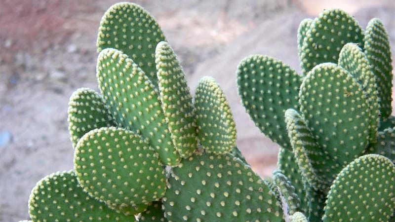Opuntia microdasys