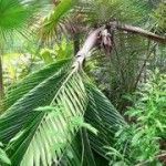 Orania longisquama Tipos de palmeras