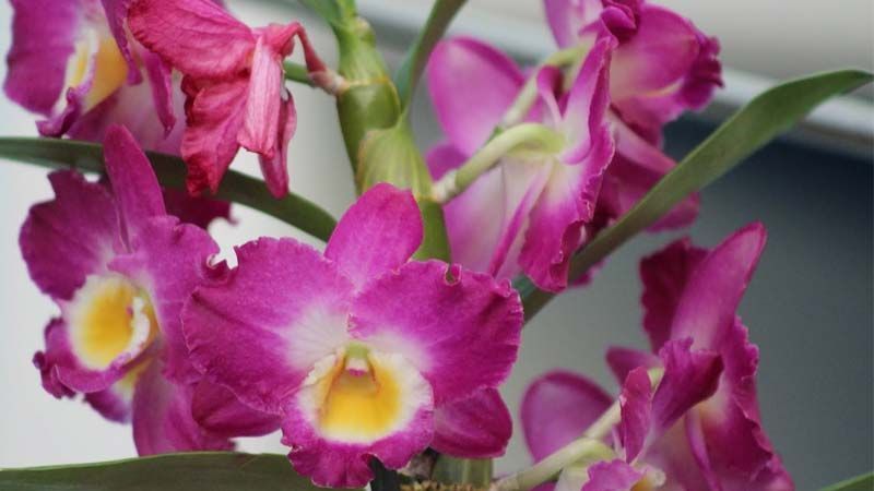 Orquídeas Dendrobium