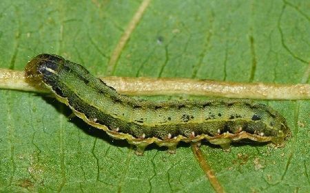 Orugas Spodoptera exigua