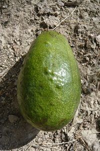 Aguacate fruto Cultivo del aguacate. Fruto