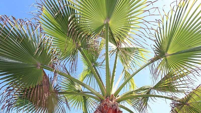 Palmera Livistona chinensis
