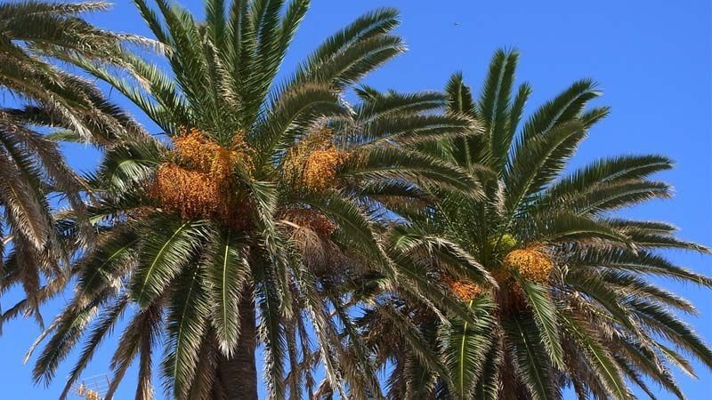 Palmera Phoenix Canariensis