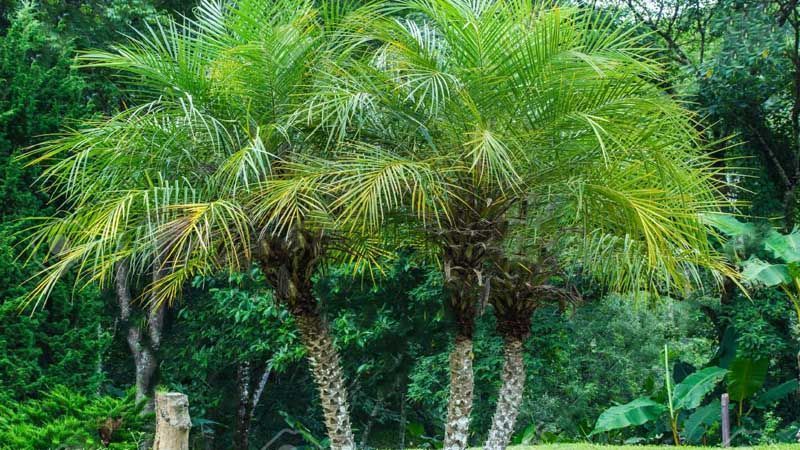 Palmera Phoenix roebelenii