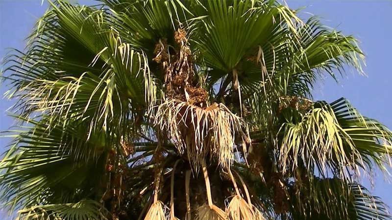 Palmera Washingtonia robusta