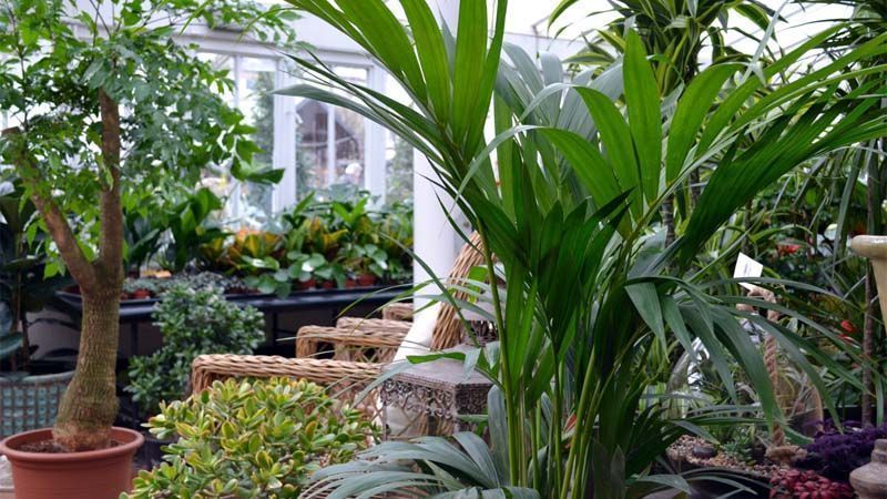 Palmera kentia